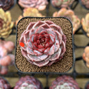 Echeveria 'Red Velvet' 2" Succulent Plant Cutting
