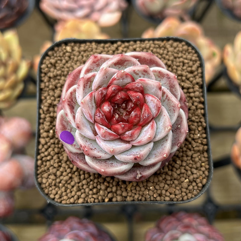 velvety succulent Echeveria 'Red Velvet' 2