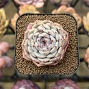 Echeveria 'Rio Heart' 2" Succulent Plant Cutting