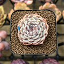 Echeveria 'Rio Heart' 2" Succulent Plant Cutting