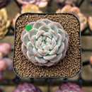 Echeveria 'Watermelon' 2" Succulent Plant Cutting