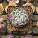 Echeveria 'Watermelon' 2" Succulent Plant Cutting