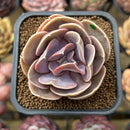 Echeveria 'Butterfly' 2" Succulent Plant Cutting