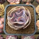 Echeveria 'Butterfly' 2" Succulent Plant Cutting