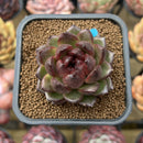 Echeveria 'Cats Eyes' 2" Succulent Plant Cutting