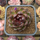Echeveria 'Cats Eyes' 2" Succulent Plant Cutting