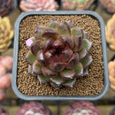 Echeveria 'Cats Eyes' 2" Succulent Plant Cutting