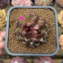 Echeveria 'Cats Eyes' Bifurcated 2" Succulent Plant Cutting
