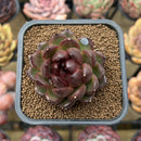 Echeveria 'Cats Eyes' 2" Succulent Plant Cutting