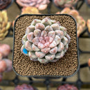 Echeveria 'Ruby Star' 2" Succulent Plant Cutting
