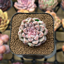 Echeveria 'Ruby Star' 2" Succulent Plant Cutting