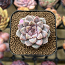 Echeveria 'Ruby Star' 2" Succulent Plant Cutting