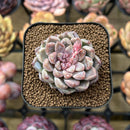 Echeveria 'Ruby Star' 2" Succulent Plant Cutting