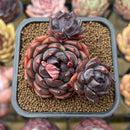 Echeveria 'Black Eyes' 2" Succulent Plant Cutting