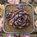 Echeveria 'Black Eyes' 2" Succulent Plant Cutting
