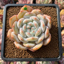 Echeveria 'Orange Monroe' 2"-3" Succulent Plant Cutting