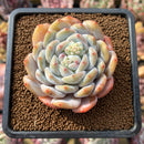 Echeveria 'Orange Monroe' 2"-3" Succulent Plant Cutting