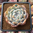 Echeveria 'Orange Monroe' 2"-3" Succulent Plant Cutting