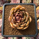 Echeveria 'Edeline' 2" Succulent Plant Cutting