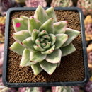 Echeveria Agavoides 'Elkhorn' Variegated 2" Succulent Plant Cutting