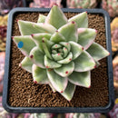Echeveria Agavoides 'Elkhorn' Variegated 2" Succulent Plant Cutting
