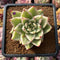 Echeveria Agavoides 'Elkhorn' Variegated 2" Succulent Plant Cutting