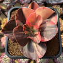 Echeveria 'Primadonna' Variegated 3" Succulent Plant Cutting
