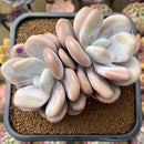 Graptoveria 'Lalla' 3" Cluster Succulent Plant Cutting