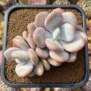 Graptoveria 'Lalla' 3" Cluster Succulent Plant Cutting