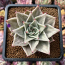 Echeveria 'Jade Star' Variegated 2" Succulent Plant Cutting