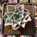 Echeveria 'Jade Star' Variegated 2" Succulent Plant Cutting