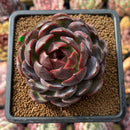 Echeveria 'Purple Sherin' 2"-3" Succulent Plant Cutting