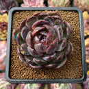 Echeveria 'Purple Sherin' 2"-3" Succulent Plant Cutting