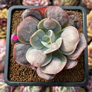 Echeveria 'Macaron' 3" Zusung Original Hybrid Succulent Plant Cutting