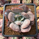 Echeveria 'Macaron' 3" Zusung Original Hybrid Succulent Plant Cutting