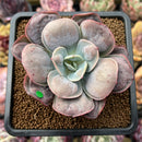 Echeveria 'Macaron' 3" Zusung Original Hybrid Succulent Plant Cutting