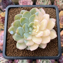 Echeveria 'Seong Yeong' Variegated 2"-3" Succulent Plant Cutting