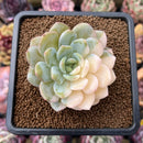 Echeveria 'Seong Yeong' Variegated 2"-3" Succulent Plant Cutting