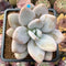 Pachyphytum 'Pink Frevel' 2"-3" Succulent Plant Cutting