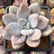 Pachyphytum 'Pink Frevel' 2"-3" Succulent Plant Cutting