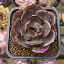 Echeveria 'Black Force' 2" New Hybrid Succulent Plant Cutting