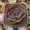 Echeveria 'Black Force' 2" New Hybrid Succulent Plant Cutting