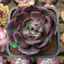 Echeveria 'Black Force' 2" New Hybrid Succulent Plant Cutting