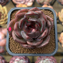 Echeveria 'Black Mink' 2" Succulent Plant Cutting