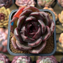 Echeveria 'Black Mink' 2" Succulent Plant Cutting