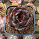 Echeveria 'Black Mink' 2" Succulent Plant Cutting