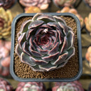 Echeveria 'Jade Bead' 2" New Hybrid Succulent Plant Cutting
