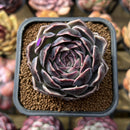 Echeveria 'Jade Bead' 2" New Hybrid Succulent Plant Cutting