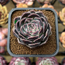 Echeveria 'Jade Bead' 2" New Hybrid Succulent Plant Cutting