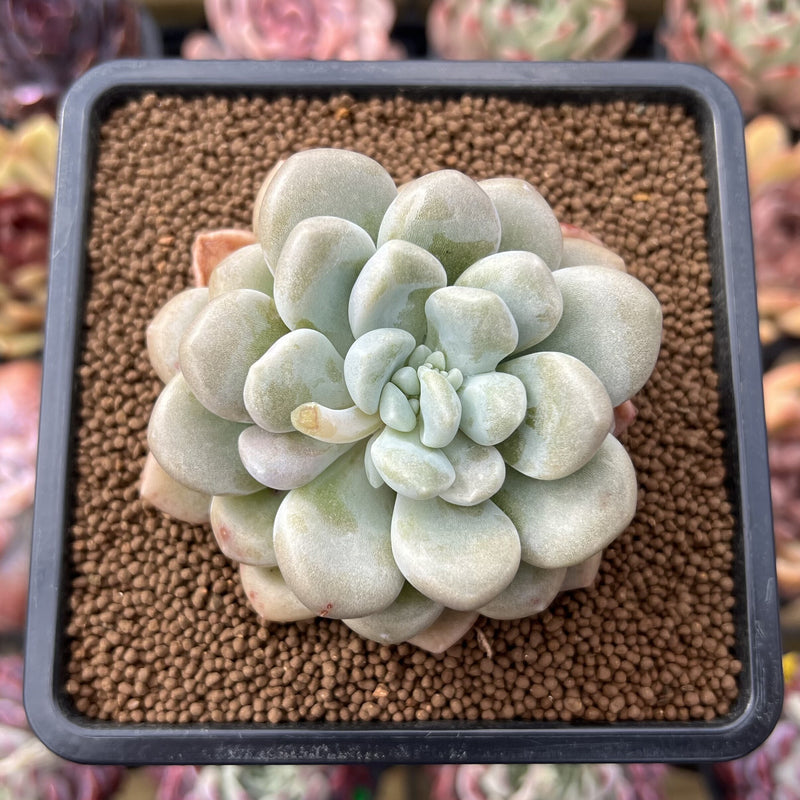 bubble plant succulent Graptoveria 'Bubble Bomb' 2" Succulent Plant – True Succulents Plant Co